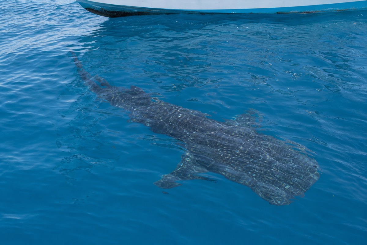 A whale shark cruising through open blue water off the southern Belize reef