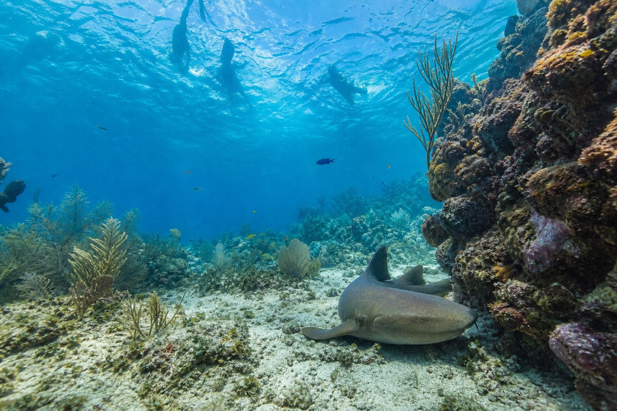 Snorkelers floating above the reef channel at Hol Chan Marine Reserve in clear blue water off Ambergris Caye, Belize