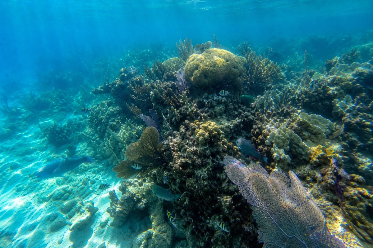 A snorkeler floating above bright coral heads and a school of reef fish on the Belize Barrier Reef