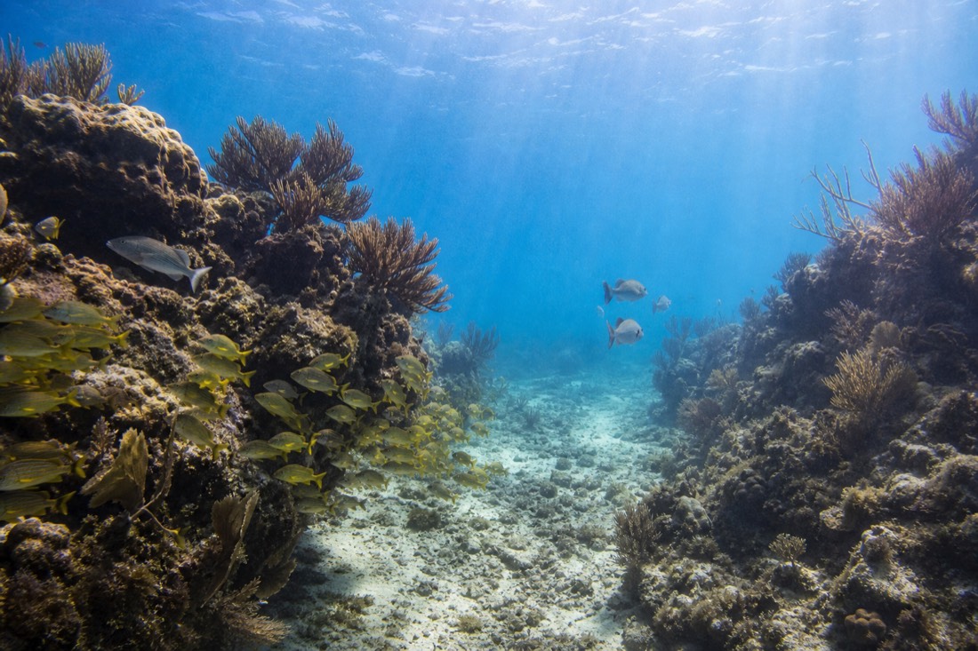 The reef channel at Hol Chan Marine Reserve