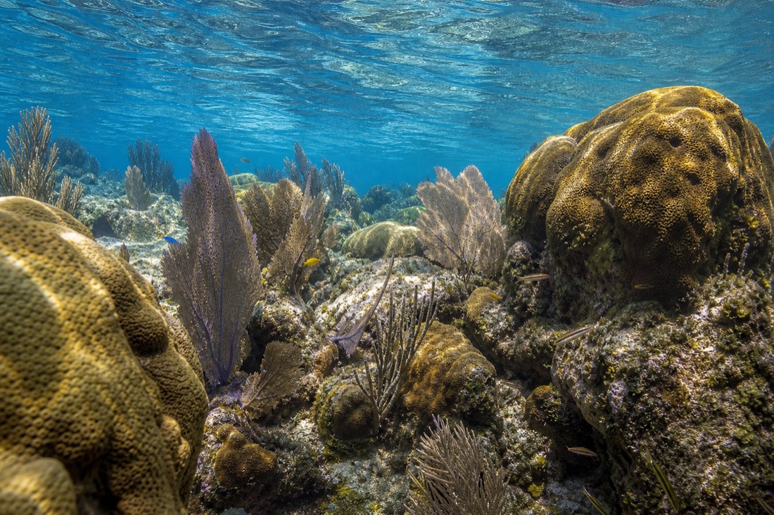The shallow coral garden at Mexico Rocks