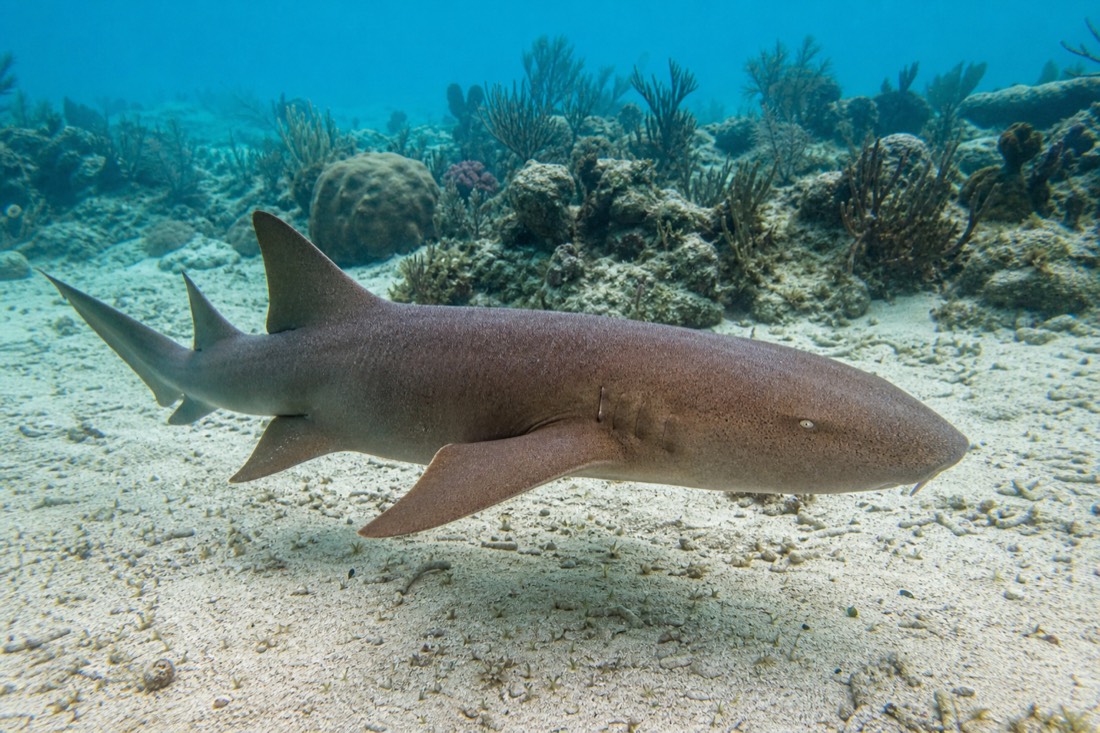 Nurse sharks in the shallow water at Shark Ray Alley
