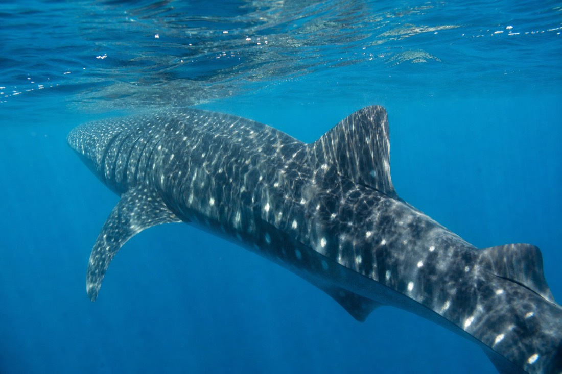 A whale shark near Gladden Spit, seasonal and never guaranteed