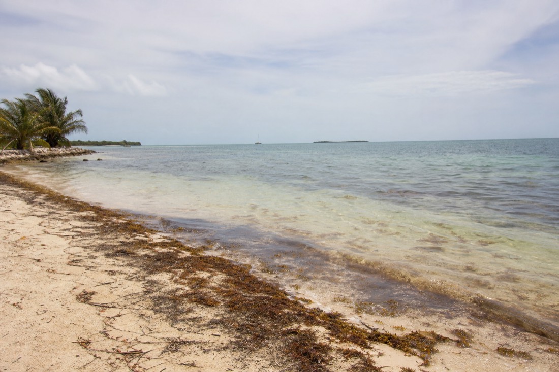 Seasonal sargassum washed up on a Belize beach