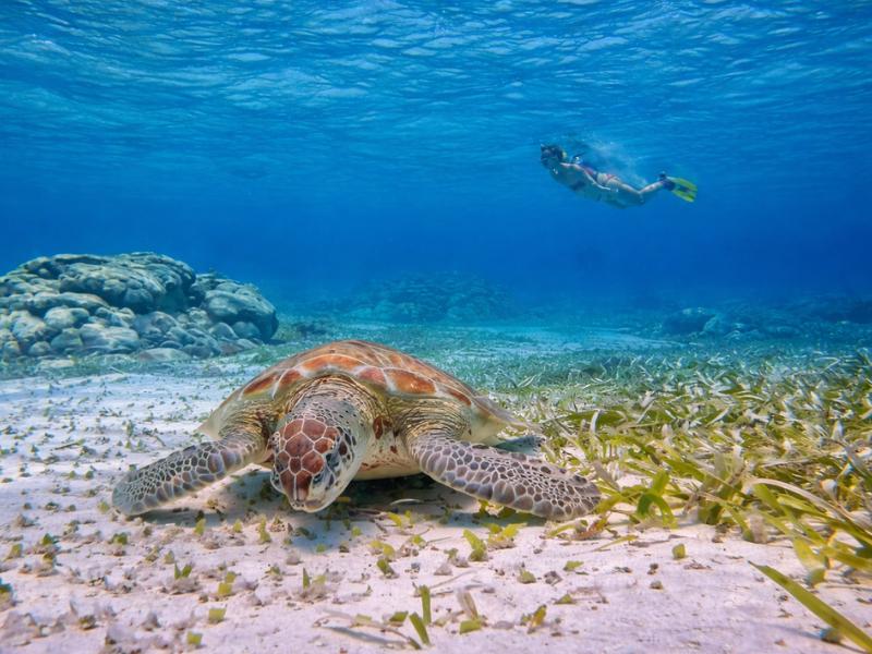 Caye Caulker Private Full-Day Hol Chan Snorkel Tour