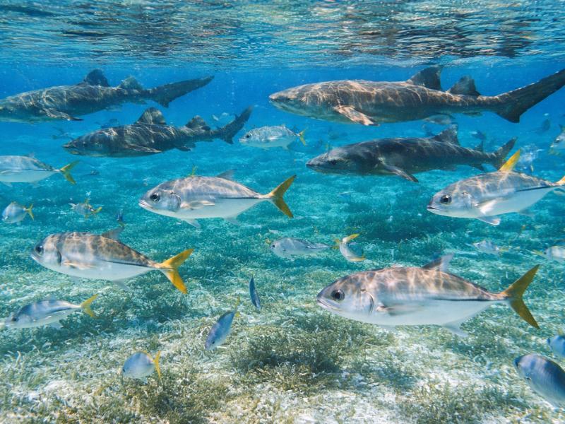 Private Snorkeling Tour – Hol Chan Marine Reserve & Shark Ray Alley